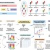 Stochastic model captures microbiome interactions more precisely