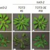 Stomata study provides new insights in plant response to high ...