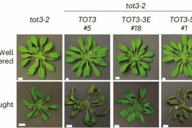 Stomata study provides new insights in plant response to high ...