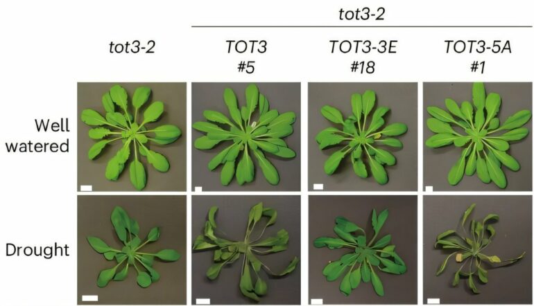 Stomata study provides new insights in plant response to high ...