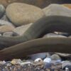 Striking new moray eel discovered in Central Indo-Pacific river ...