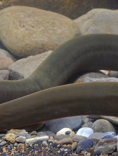 Striking new moray eel discovered in Central Indo-Pacific river ...