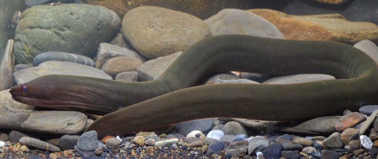 Striking new moray eel discovered in Central Indo-Pacific river ...