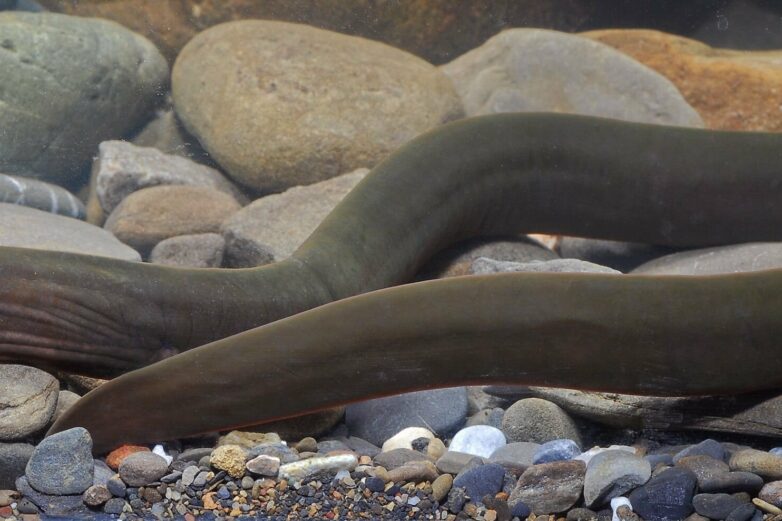 Striking new moray eel discovered in Central Indo-Pacific river ...