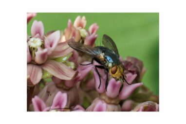 Study reveals flies more vulnerable than bees to climate change