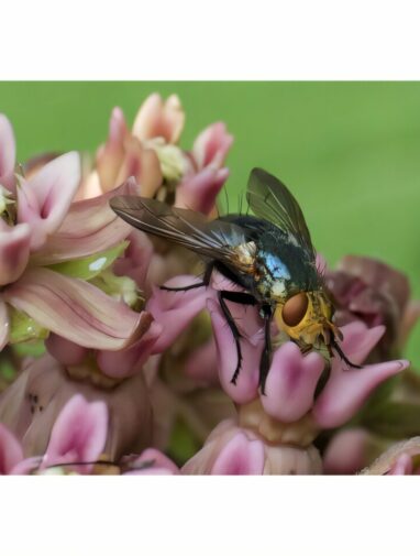 Study reveals flies more vulnerable than bees to climate change