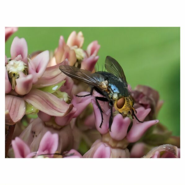 Study reveals flies more vulnerable than bees to climate change