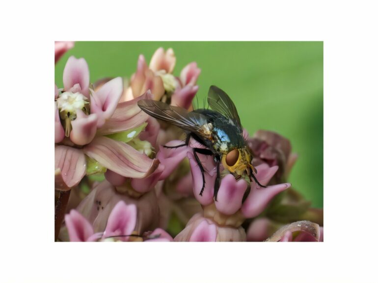 Study reveals flies more vulnerable than bees to climate change