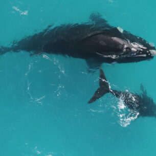 Study reveals right whales live 130 years—or more