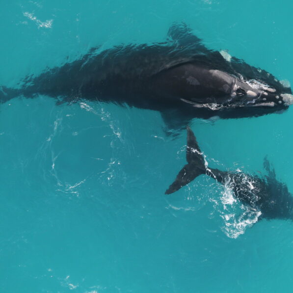 Study reveals right whales live 130 years—or more