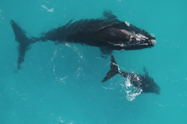 Study reveals right whales live 130 years—or more