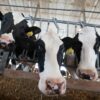 Sugar solution matches antibiotics in treating cow infections