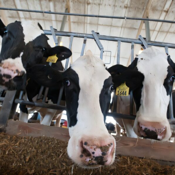 Sugar solution matches antibiotics in treating cow infections