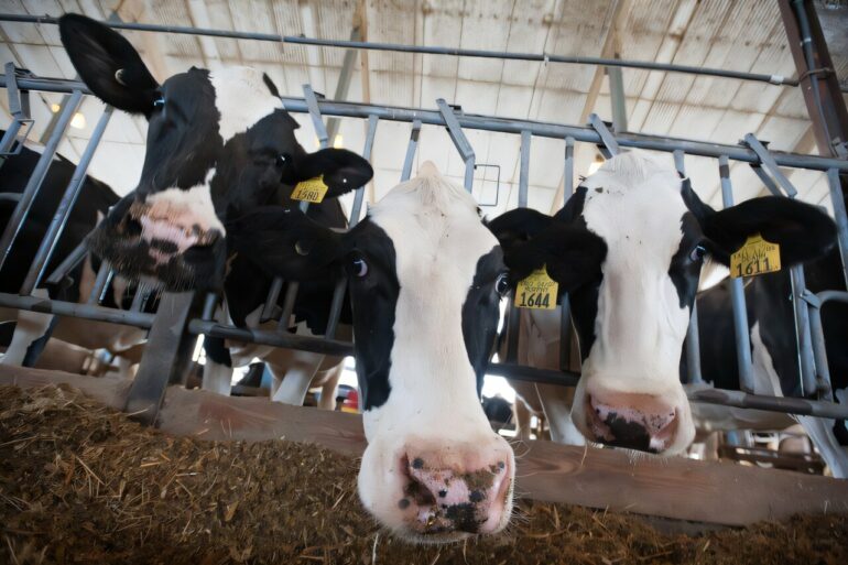 Sugar solution matches antibiotics in treating cow infections