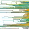 Twins were the norm for our ancient primate ancestors—one baby at ...