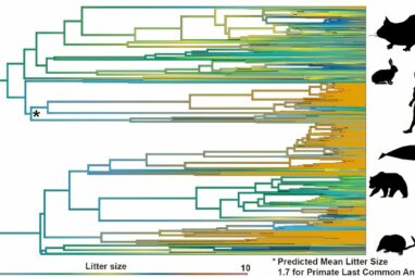 Twins were the norm for our ancient primate ancestors—one baby at ...