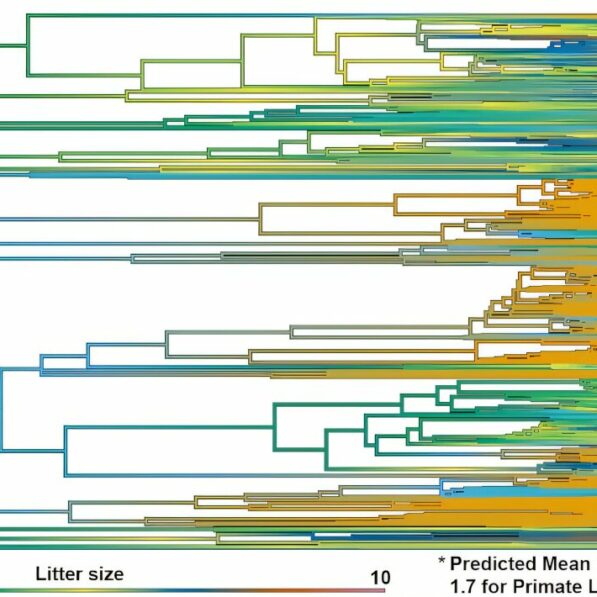 Twins were the norm for our ancient primate ancestors—one baby at ...