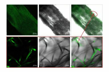 Using a parasite pest to create bioluminescent wood