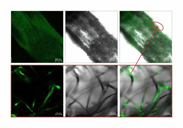 Using a parasite pest to create bioluminescent wood