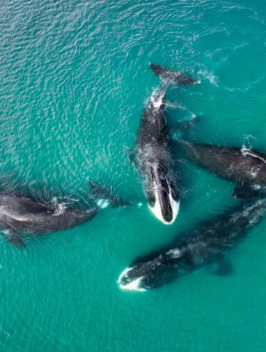 Bowhead whales live longer thanks to mutation that also shrinks ...