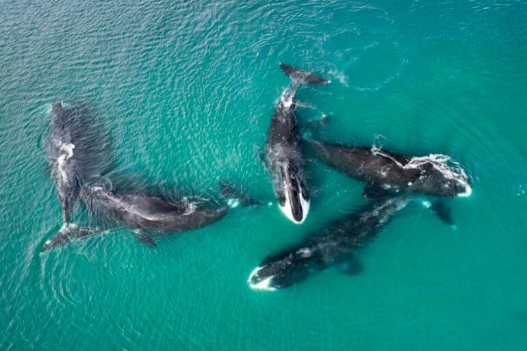 Bowhead whales live longer thanks to mutation that also shrinks ...