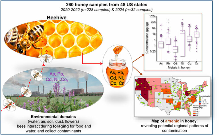 What can bees tell us about nearby pollution? The answer lies in ...