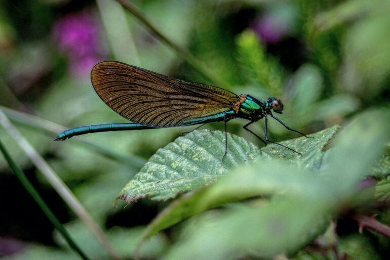 What is a unit of nature? New framework highlights challenges in ...