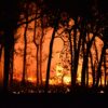 Wildfire risk climbs as trees reclaim eastern US landscapes