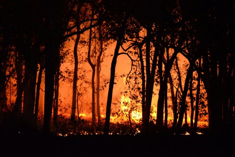 Wildfire risk climbs as trees reclaim eastern US landscapes