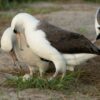 World's oldest known wild bird is expecting again, aged 74