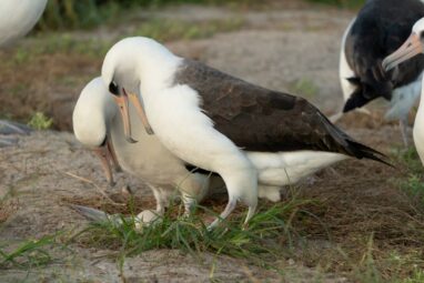 World's oldest known wild bird is expecting again, aged 74