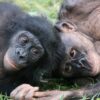 World's only bonobo sanctuary aids orphaned apes in developing ...