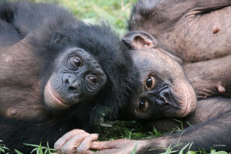 World's only bonobo sanctuary aids orphaned apes in developing ...