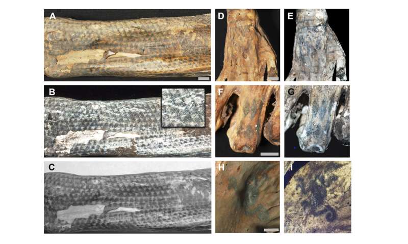 Lasers help archaeologists study ancient tattoos on Peruvian mummies