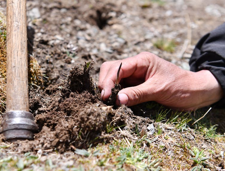 hand pinches a caterpillar partially submerged in dirt