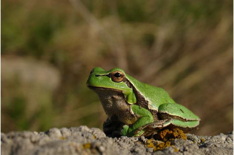 Snakes in potted olive trees 'tip of the iceberg' of ornamental plant trade hazards