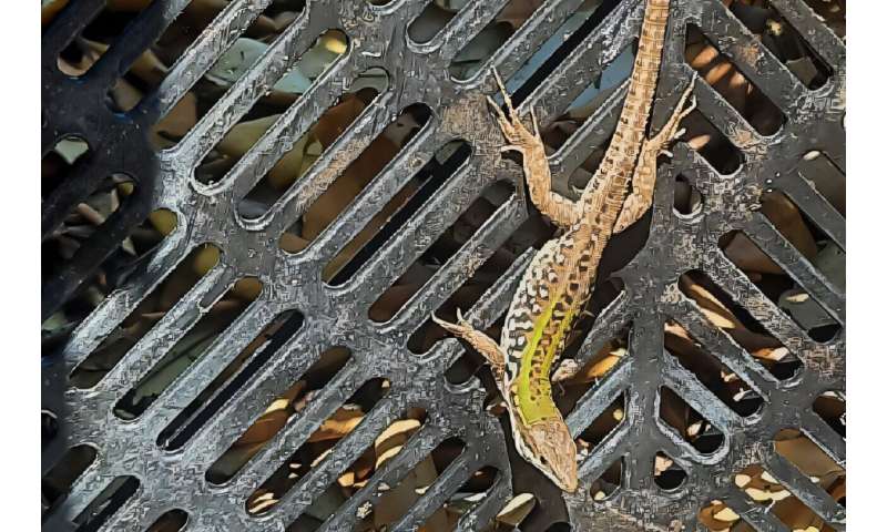Snakes in potted olive trees 'tip of the iceberg' of ornamental plant trade hazards