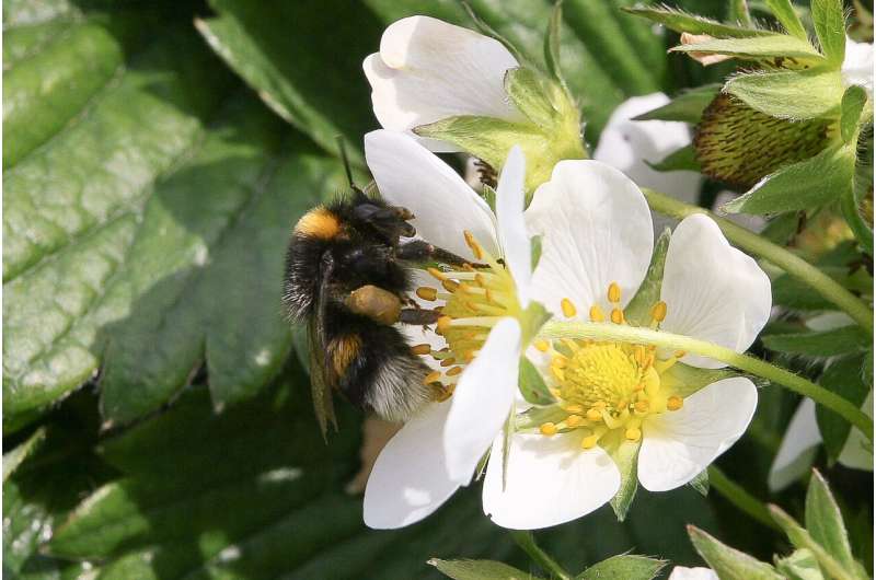 Pollinators, pollen and varieties determine fruit quality