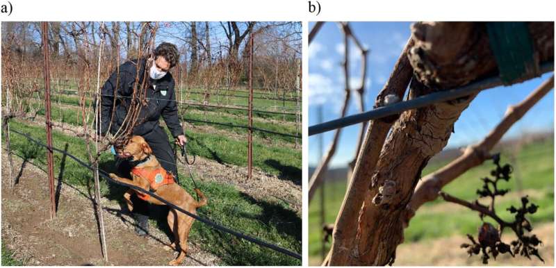 Dogs sniff out devastating spotted lanternflies for early detection