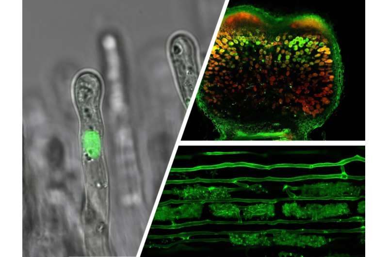 Could this fundamental discovery revolutionize fertilizer use in farming?