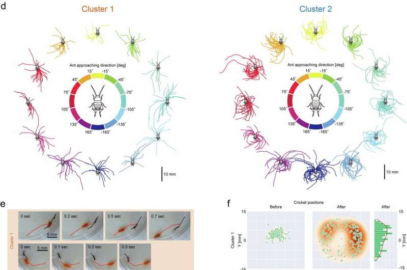 How crickets co-exist with hostile ant hosts