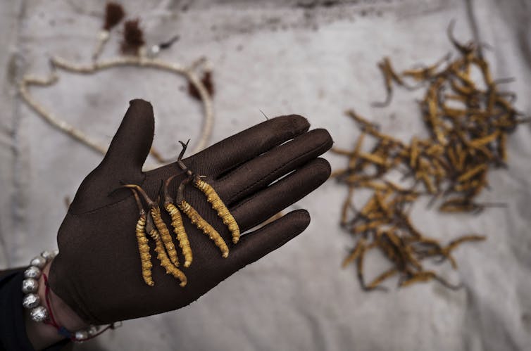 a gloved hand presents several yellow caterpillars with a stick-like growth from their heads