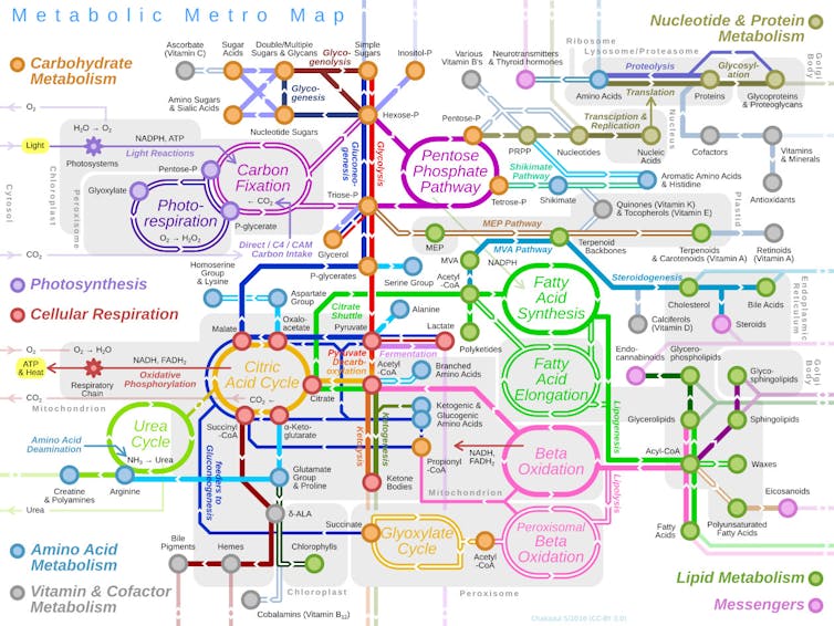 Diagram of multicolored intersecting lines and circles, akin to a metro map