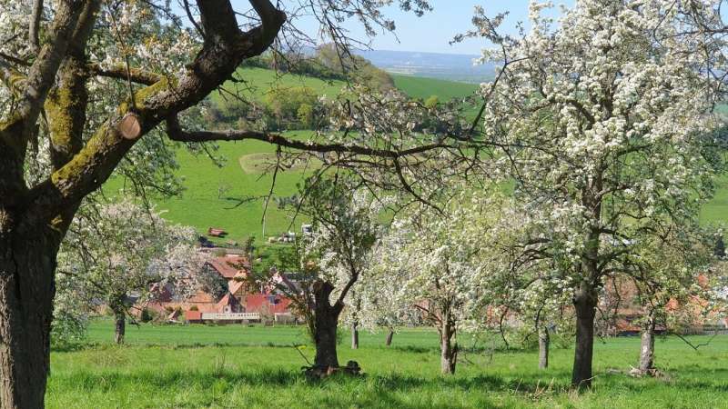 Tree crops crucial for sustainable development