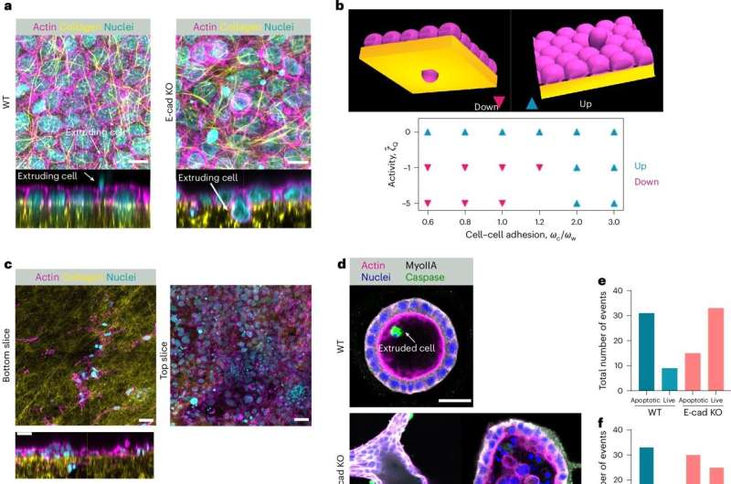 Physical signals as fate deciders: How mechanical forces extrude cells from tissues 