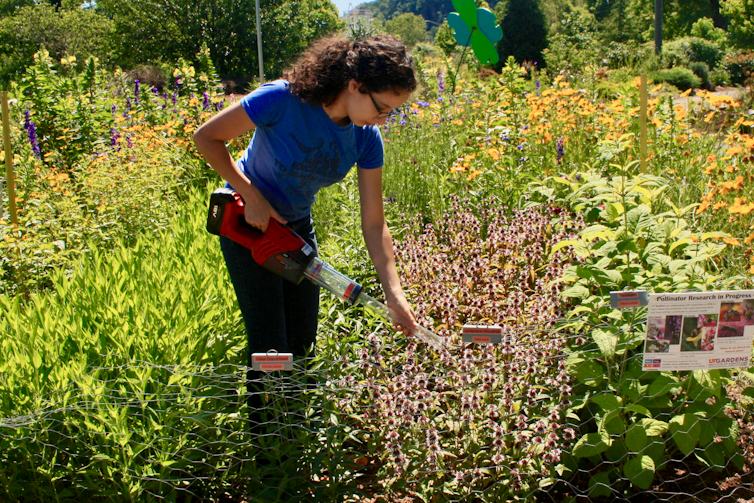 A young woman holding a hand held vacuum with a modified nozzle leans over a flowering plant in the midst of a larger flower garden.