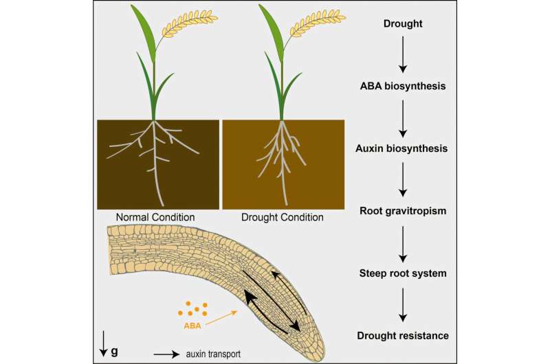 Study shows how plant roots access deeper soils in search of water