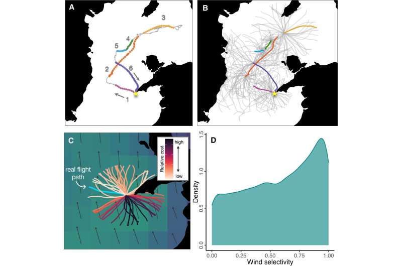 Seabirds make clever use of winds to plan foraging trips over hundreds of kilometres