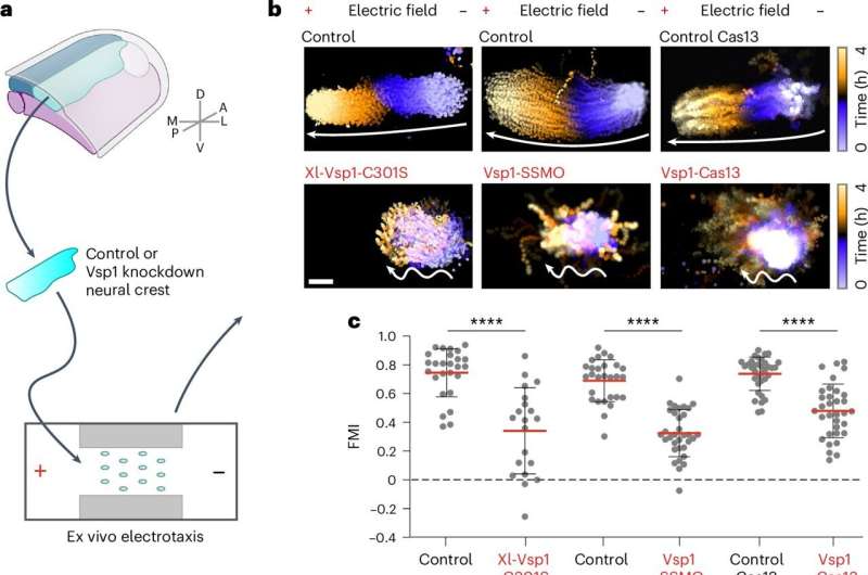 Shocking cues: How cells harness electric fields to migrate during embryonic development 