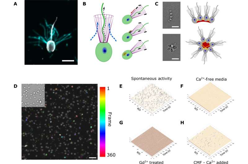 Tiny microbe colonies communicate to coordinate their behavior